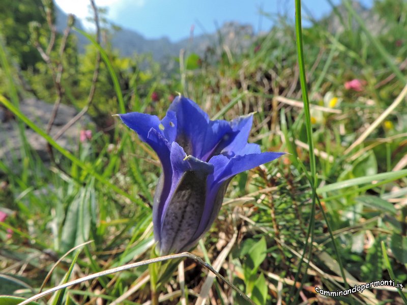 032 Genziana.jpg -           